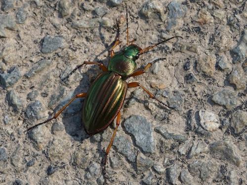 Carabus auratus